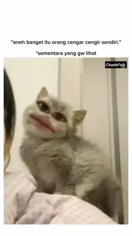 HiHihihi 😭 #fyp#kucing #kucinglucu #memes #memecut 