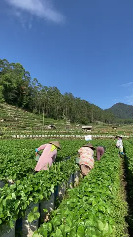 Enakeun kieu #ciwidey #petanistrawberry #petanimuda 