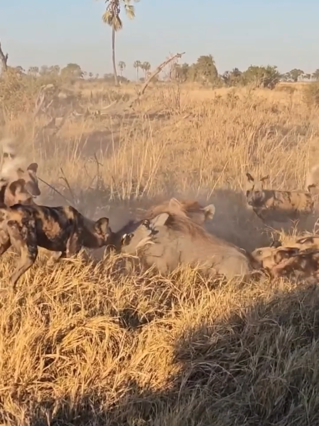 Wild Dogs Catch a Warthog, Hyena Tries to Join the Feast #hyena #wilddogs #warthog #wildlifeencounter #survivalofthefittest  