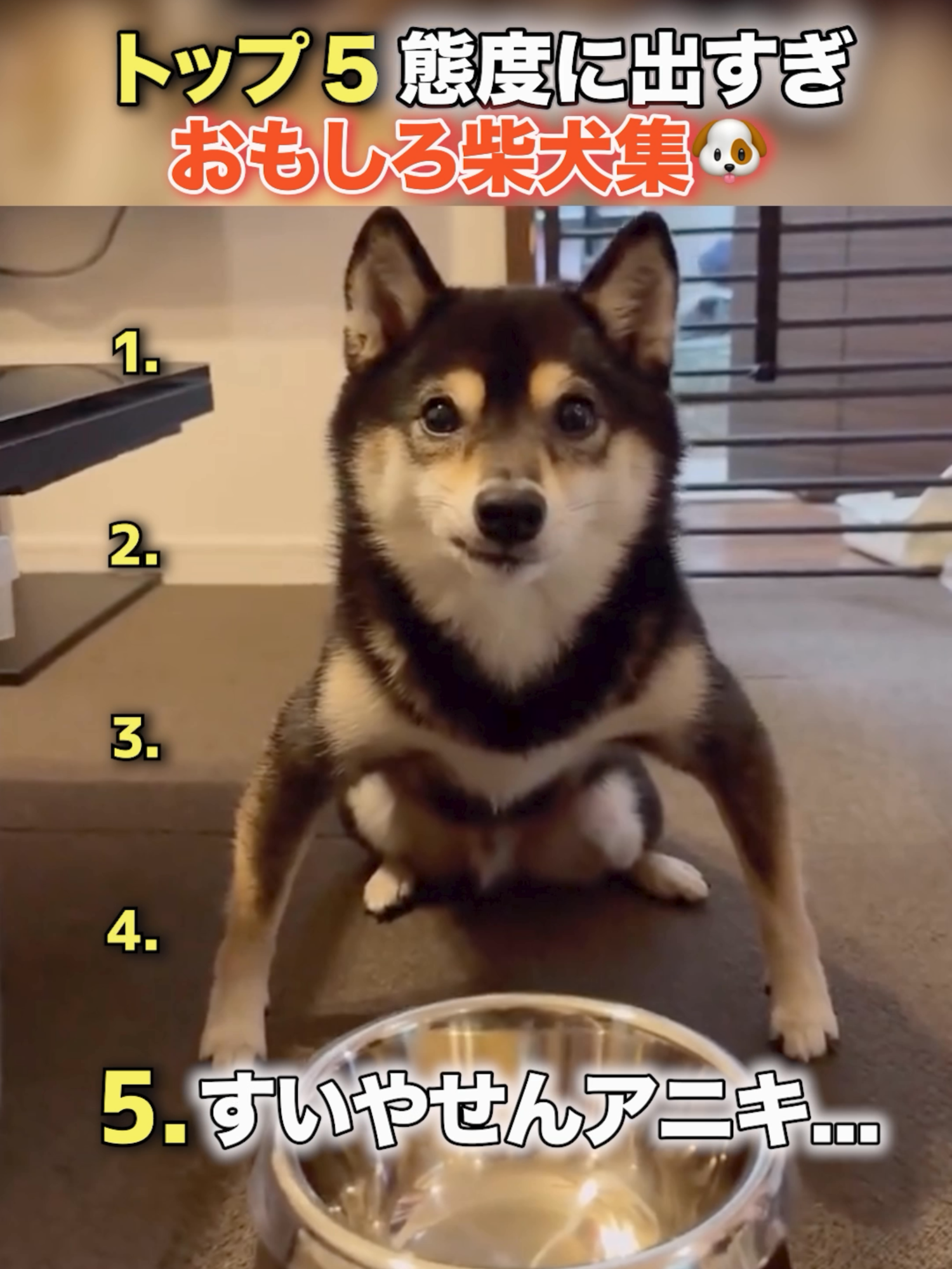 態度に出すぎな柴犬たちwwwwwwww#top5 #fyp #foryou #おもしろ動画 #もええぐい #おすすめ #柴犬 #犬 #犬のいる生活 #ペット #ペットのいる暮らし