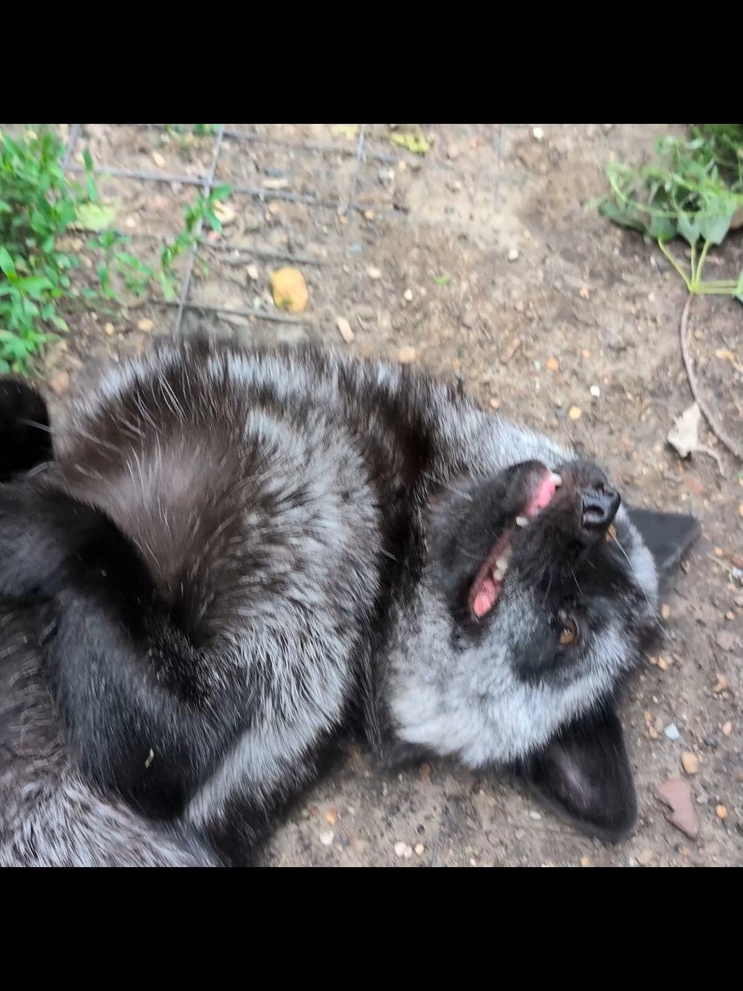 Adorable pet fox laughs as she's tickled!