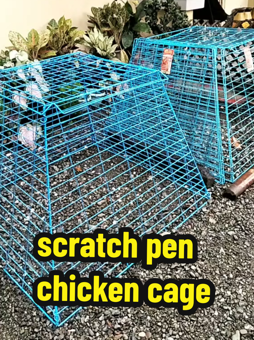 bagay na bagay sya sa mga alaga nating mga manok #scratch pen for chicken #scratchpen #kulogan #kulonganpangmanok #cage #scratchpen #fyp #fypage #fyppppppppppppppppppppppp 