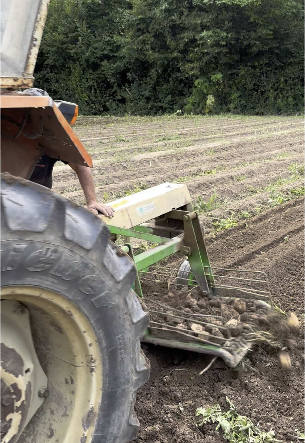 Un peu de patates 🥔 #patates #pommesdeterre #ramassage #agriculture #paysan #ferme #positivevibes #passetemps #massey #someca 