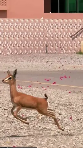 #مشاھدات #سلطنة_عمان🇴🇲 