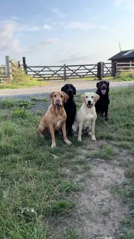 Rip with hes big brothers #labradorretriever #chocolatelab #foxredlab #yellowlab #blacklabsquad        