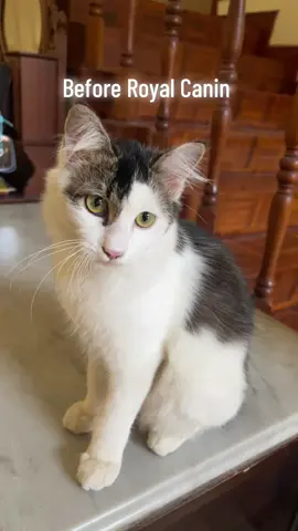 Oreo Boy 