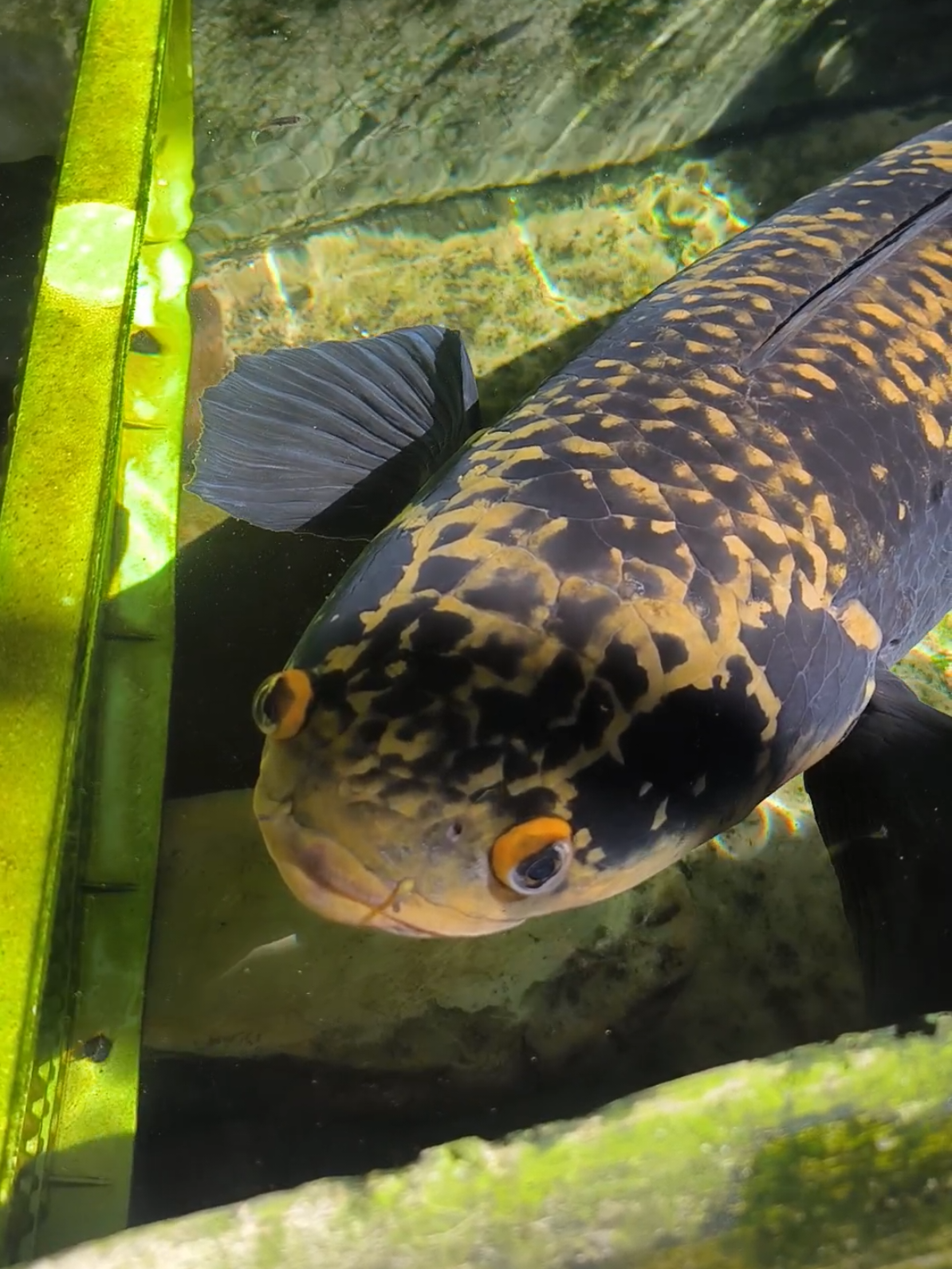 Makin gagah  #bluecore #chanajumbo #viral #fyp #masukberanda #leopardcatfish #oscar #rtc #channaindonesia #predatorfish #channa #peliharaan #ikan #ikanpredator #chanaindonesia #channamaru #kolam #ikanchanna 