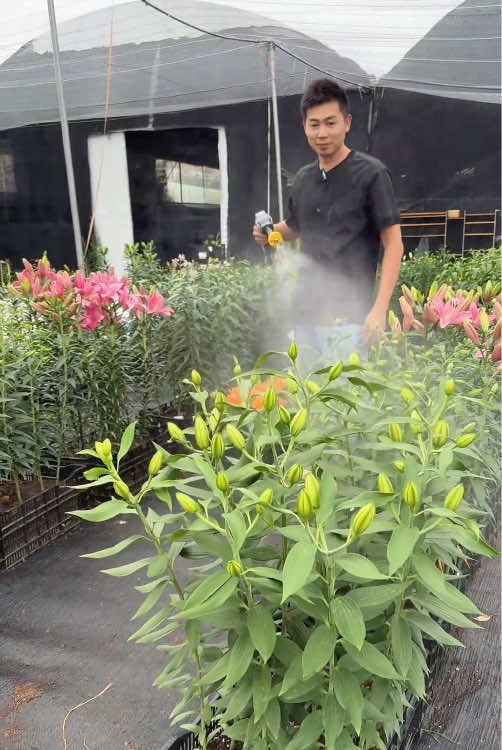 Lilies that even beginners can grow well, with rich colors and pleasant fragrances, will make your balcony and courtyard no longer monotonous.#tiktokshop#fyp#plant#lily