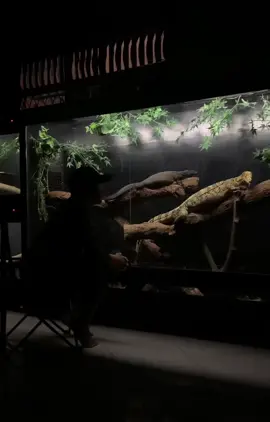 #reptil #reptile #reptiles #reptilekeeper #reptilelover #varanus #varanussalvator #varanuscumingi #varanuskeeper #biawak #blackdragon #blacksalvator 