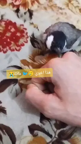 #حمد  #هذا #اخوي #البلبول #مات #الله #يرحمه 