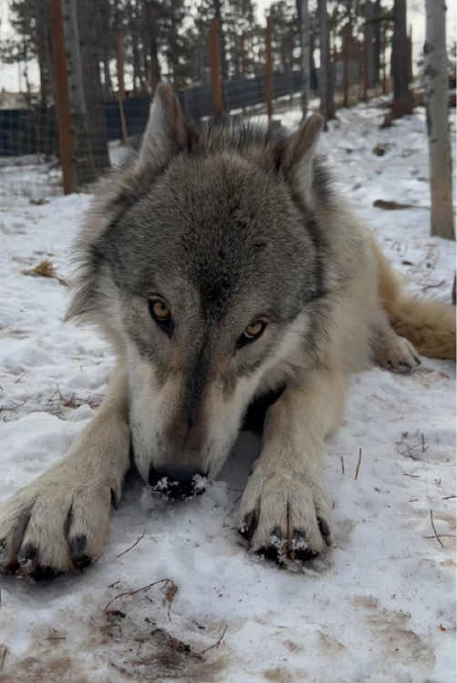 Wolf core😍😍. #wolfcabin #wolf #canada #puppy #puppies #pups #cucciolo #cuccioli #dogs #lovedogs #amoilmiocane #cane #cute #Love #wolf #wolf #paw #friends #lovethem #thesekids #mylife #wolves #wolfsanctuary #NOTpets #rescue #howl #wolfpack #fyp #wolf #wolves #wolfpac #howlingwolf #wolfhowling #howling #howl #animalsworld #wolf #tiktok #fyp #amazinganimals #baby #ausuittuqadventures #weavethecoyote #duckandweave #wolf #dog #farmlife #love #howiedewitt #cat #teamwork #teamwork #love #happy #pets 