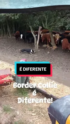 A responsabilidade é toda do cachorro….. o Border collie é diferente  . . . . . . #cao #bordercollie #fazenda #treino #boi @Marcio Souza  @Ct. Neto Beltrane 