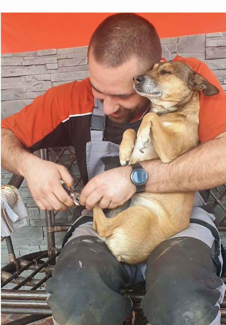 Dogs Hate Nail Trimmings, Their Reactions Are So Dramatic 🐶🤣#dog #dogsoftiktok #funny #funnyvideos #funnyanimals #funnymoments #fyp #fypシ #foryoupage #usaus