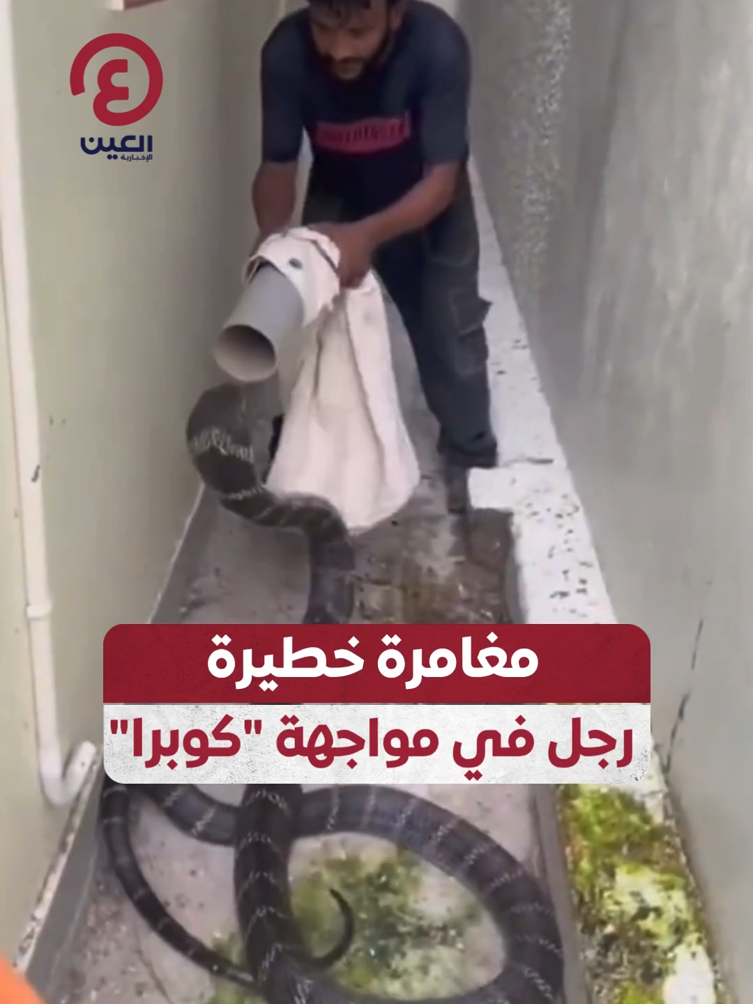 حاول حبسها وأفلتت مرارًا، لكنه لم يستسلم.. مغامرة خطيرة لرجل يواجه أفعى كوبرا ضخمة  #عينك_على_العالم   #cobra #snake #snakevideos #snakes