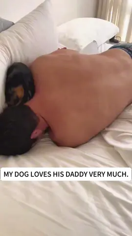 #dog#funnynimals#puppy#funnydogs#funny#cute#pet