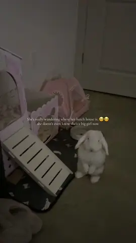 #bunmom #bunnytok 
