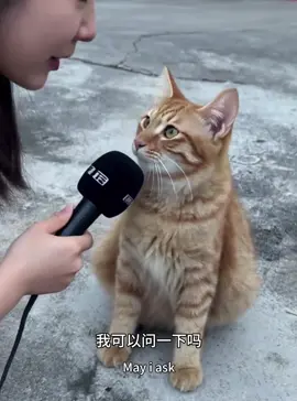 #上热门 小猫说good  #猫 #橘猫 #ai 