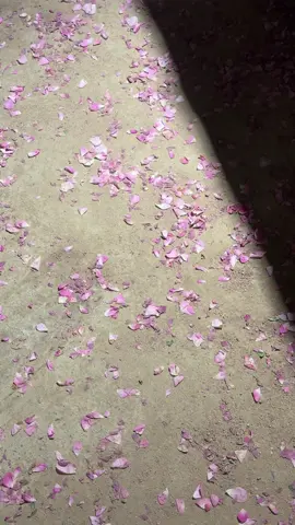 ترنـد أهل المدينه أيس كريم بالورد المدني ' لذيذ وتجربه جميله و اأستقبالهم لنا بالنثر الورد 🌸🌸🌸🪷💕 . . . . . . . . . . . . . . . . #_المدينه_المنوره_اكسبلور #اكسبلورexplore #المدينه #المدينه_المنوره_ #المدينه_المنوره_ #لذيذة #ايسكريم_الهبه #ايسكريم_ورد #ورد_مدني #بارد #مقصد_قباء #قباء_المدينه_المنوره 