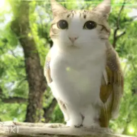 they make it look so easy💔 made this while the therapist was talkin bout some “its just teenage drama” shi😳💔 #meowl #cat #owl #edit #fyp 
