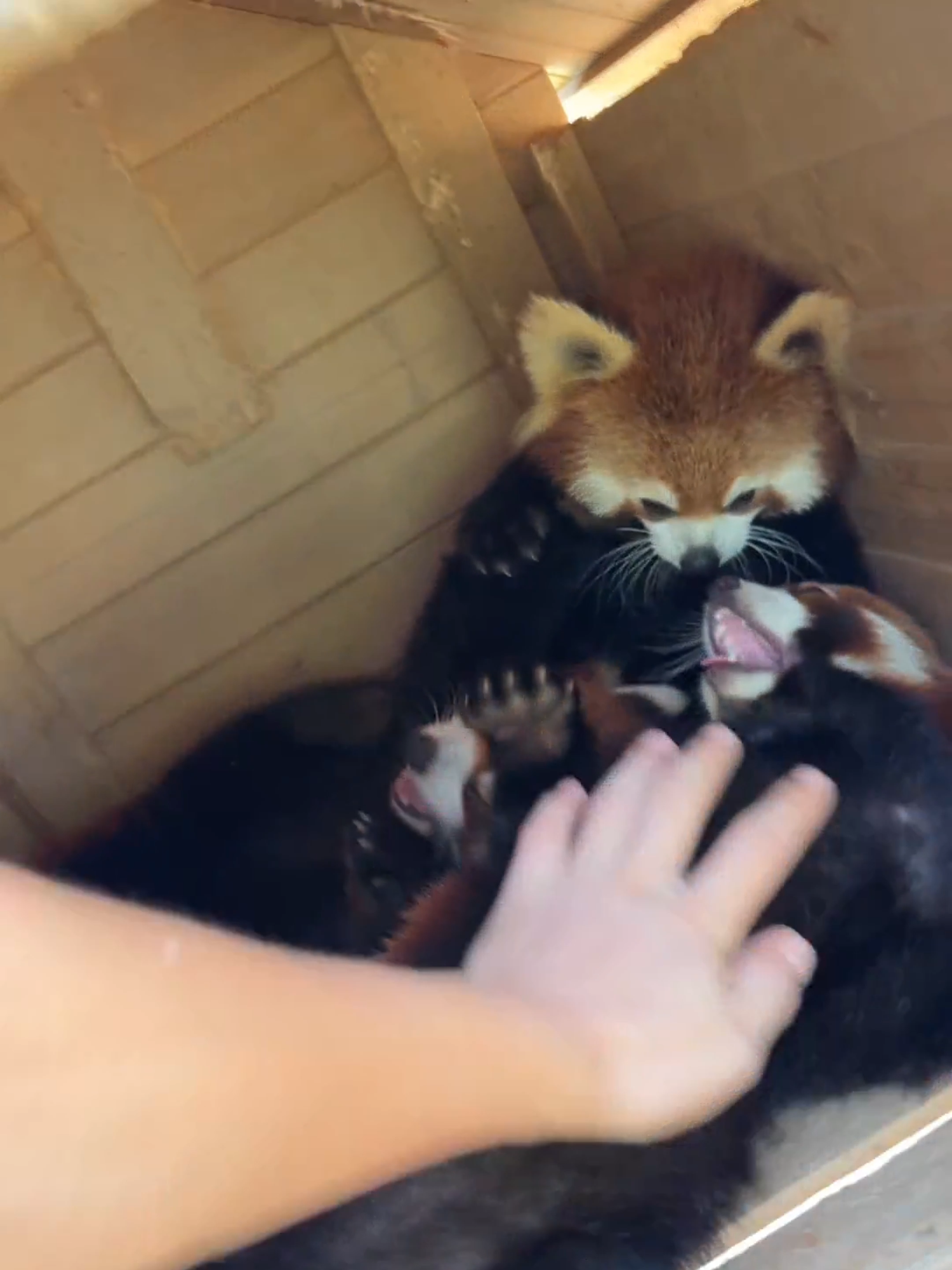 #redpanda  #小熊猫的日常生活 #小熊猫的一天   #小熊猫  #红熊猫  #zoo #cute   #cute #小熊猫睡觉
