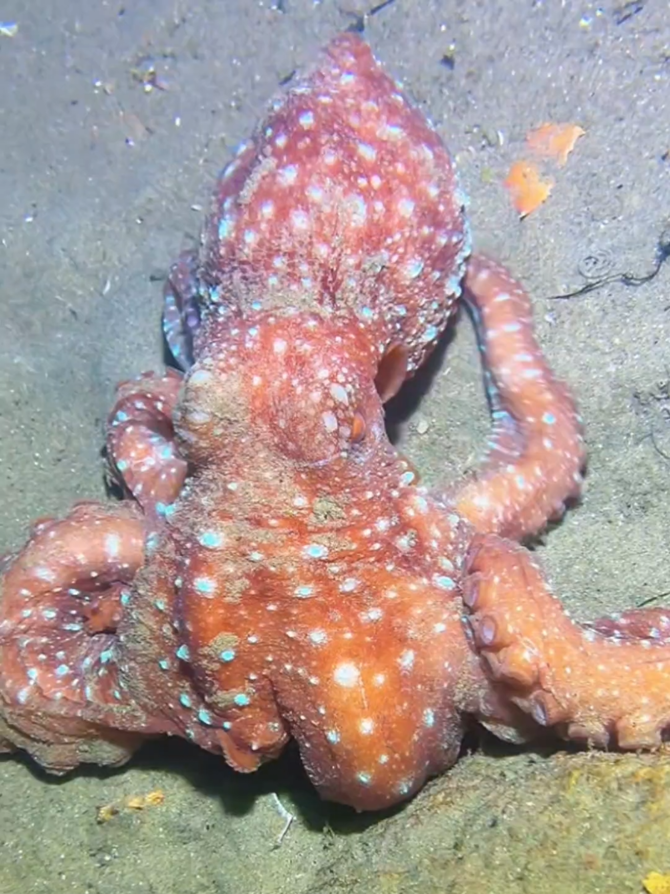 #diving #crab #catchthesea #seaside #seafood #fish #eel #lobster #seangsolofishing