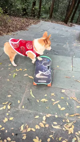 #dogskateboard #pet #cute #dog #cool 
