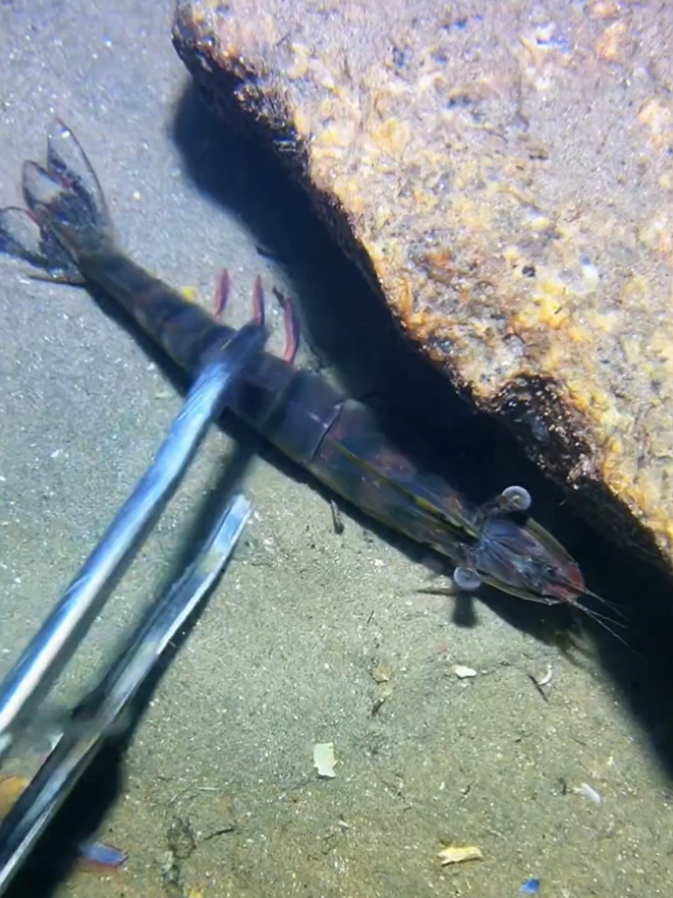 #diving #crab #catchthesea #seaside #seafood #fish #eel #lobster #seangsolofishing