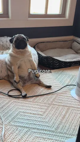 Pug core.🐶🐾| So Funny & Cute little Dogs. Part 2🥹 #pug #dog #dogsoftiktok #funnydog #fyp 