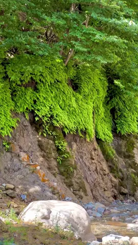 MOlana Khan zeb Shaheed Golden words ❤️‍🩹🤲. . . . . #Central_Kurram_Toor_Ghar #explore #foryoupage #typ #peaceful #homeland #kpk #viralvideo #1millionaudition #naveed_ahmad224 