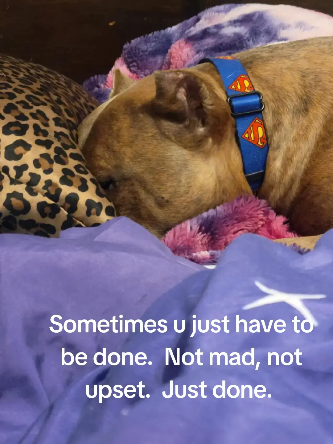 #peace #MentalHealth #pitbullsoftiktok #bulliesoftikitok #dogsoftiktok 