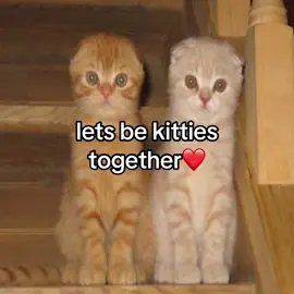 KITTYYY ( im back babeeehhh from mai break ) #cat #meow #kitty #meows #together #fyp #fy #foryou #for #you #ily #miss #u #Love #viral 