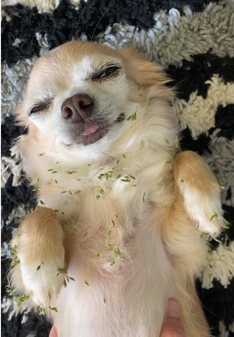 The side eye is outrageous 👀  #dogsoftiktok #chihuahuastiktok #chihuahua #dog 