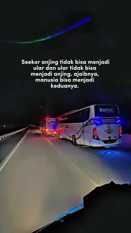 Biasane nek ga dadi ulo yo dadi asu😂 #busjawatimuran #busmaniaindonesia #busmaniacommunity #milasejahtera #akasmilasejahtera #ekamiragroup #busjatimlovers 