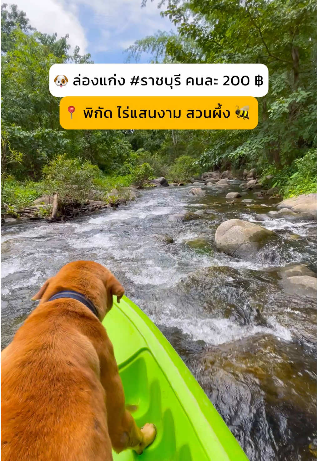 🐶 ล่องแก่ง #สวนผึ้ง กับเจ้าตู่ คนละ 200฿ ใจฟูสุด ๆ 🏕 พิกัด #ไร่แสนงามสวนผึ้ง #ราชบุรี #เที่ยวสวนผึ้ง #เที่ยวราชบุรี 
