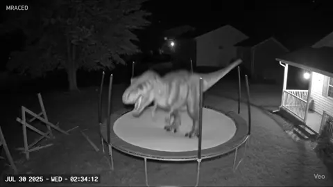 Animals Caught Jumping On A Trampoline #underthebed #cctvcamera #cctv #animals #funny #trampoline #backyard 
