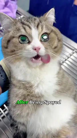 It's not heartbreak — the anesthesia just hasn't worn off yet! #cat #pet #cathealth #spayandneuter #fyp #foryou #sad 