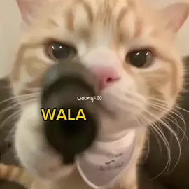 WAHAHAHA!!  .  .  #cats #funny #voiceacting #meme #cute 