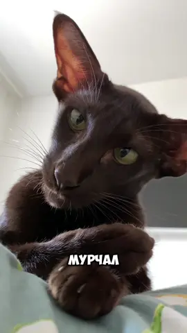 Грациозный котик ориентал, до конца 😹😹😹 #ориентал