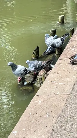 #swim #pigeons #pigeon #relaxing #pigeonlovers 