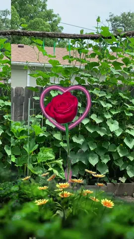 #fypシ゚viral🖤tiktok☆♡🦋myvideo❤️🥰🙏🥰❤️ #LIVEIncentiveProgram #LIVEStory #PaidPartnership 