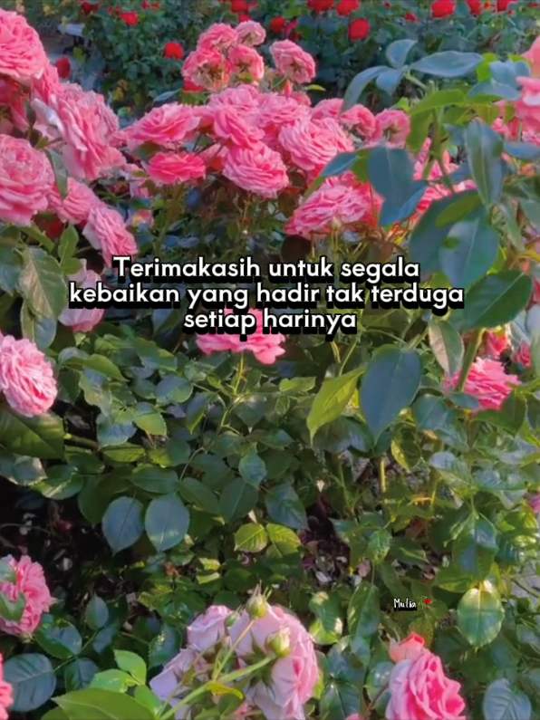 Terimakasih ya Allah, Alhamdulillah 🌹💚✨ #eastheticvibes #HealingJourney #quotesestetik #positivity #fyp #CapCut 