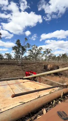 Textbook #western #country #australia #mustering #bullcatching #westernaustralia #wa #fyp #broome #foryoupage #bush #Lifestyle #outback #cattle #work #bull #farming #ag #agriculture #fun @minnaburton592 