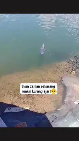 #mancingliar #mancingdanautoba #hobymancing🎣🤘🏻 #kominitasmancingindonesia #fypシ゚  kecil hati awak bang 😤