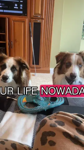 These two knuckleheads. 🤣😂 #EllieAndIndie #funnyvideo #aussiebo #australianshepherd #bordercollie #furbabies #fyp #dogsoftiktok 