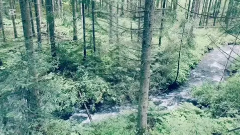 Sportul îți călește corpul, MMA-ul îți călește voința, iar muntele îți arată cât de mic ești… și cât de mare poți deveni.@kombatwolf.IpateD.C #kombatwolf #mma #mountain #sportlover #nature 