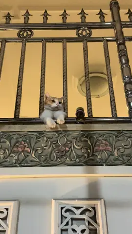 Planga plongo galau galau galau 🤸‍♂️ #sadvibes🥀 #kucinggalau #galaubrutal #fyp #xybca #catsoftiktok #kucingtiktoklucu #kucingoren 