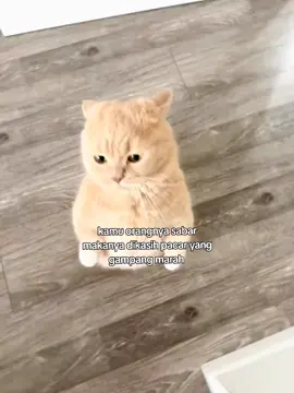Hanya orang terpilih yang dikasih pacar gampang marah 🤙🏻 #kucingtiktok #kucing 