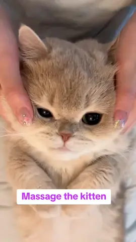 Massage the kitten #catlover #catlife #tiktok #capcut #cat #fyp #cattok 
