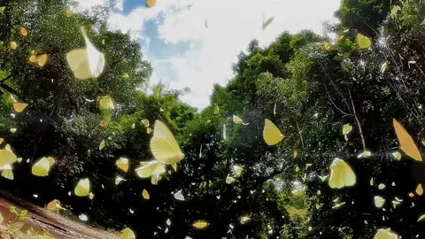 Có lẽ, chúng ta đều là những cánh bướm nhỏ, lạc giữa rừng xanh và gió. Không cần lý do, chỉ cần được sống nhẹ nhàng, thong dong như thế này là đủ.#thiennhien #thugian #chill #binhyen #chualanh #buombuom 