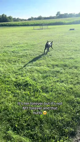 #blacklab #labrador #labsoftiktok #dogsoftiktok #dogtok 